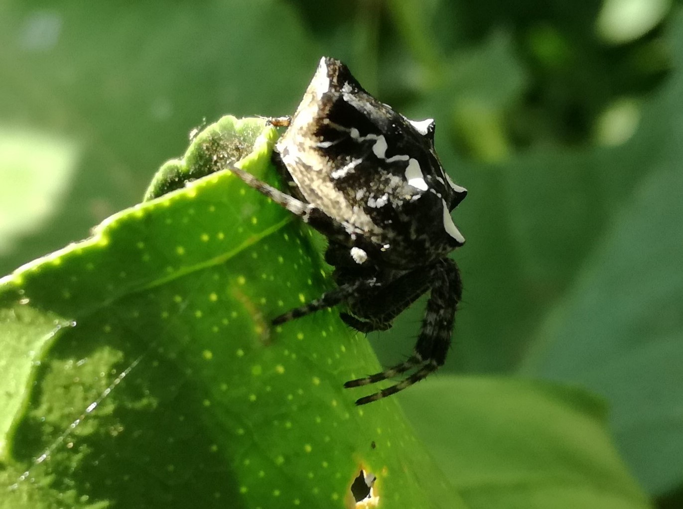 Cyrtophora citricola - Genzano (RM)